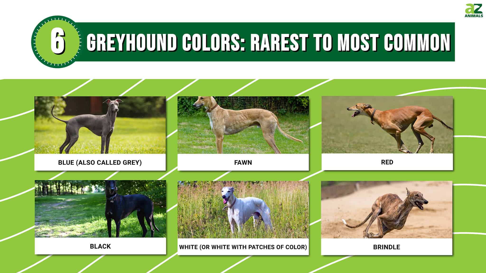 Greyhound Colors: Rarest To Most Common - A-z Animals