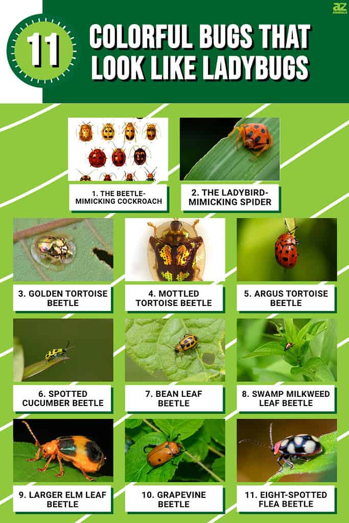 Infographic of 11 Colorful Bugs That Look Like Ladybugs
