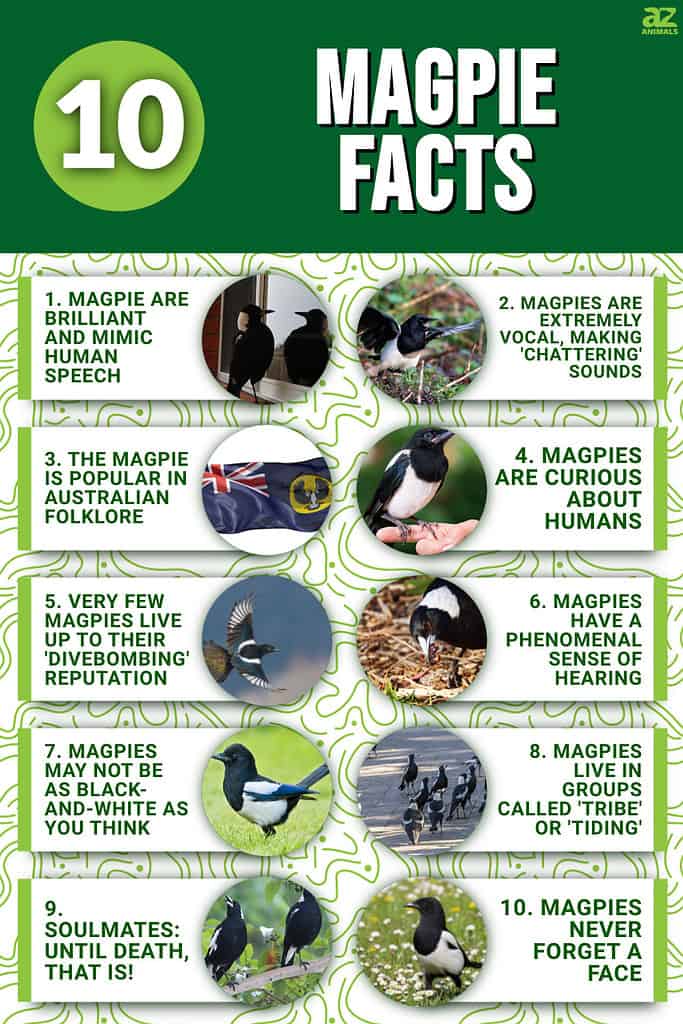 10 Magpie Facts