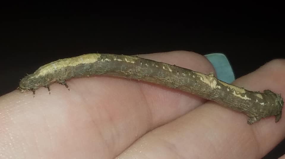 Prochoerodes lineola – Large Maple Spanworm caterpillar