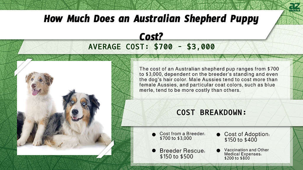 The Australian Shepherd Price Tag: How Much Does an Aussie Cost?