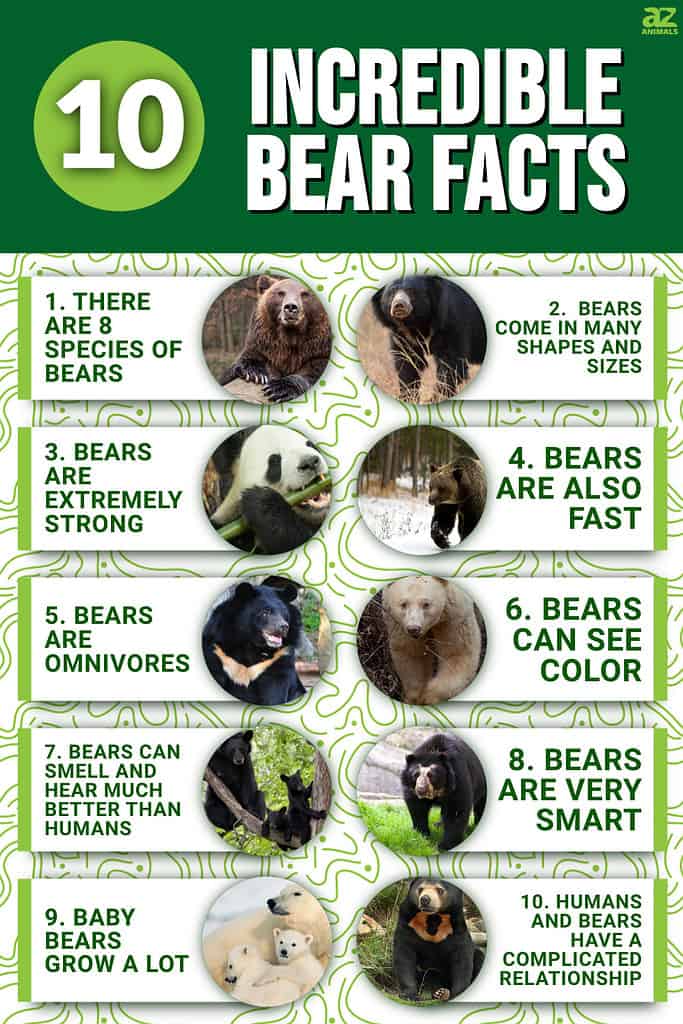 11 cool facts about bears