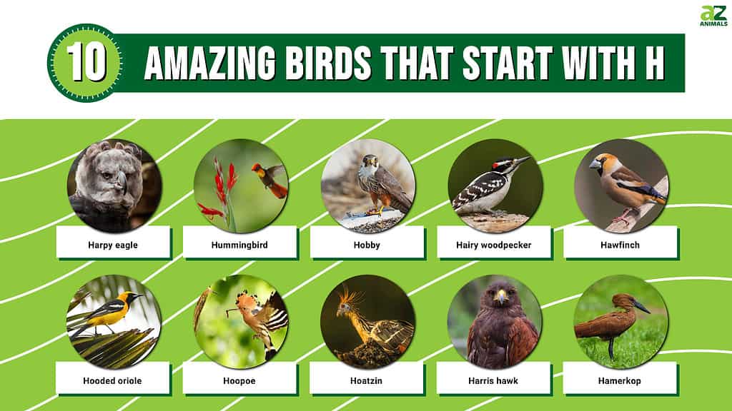 10 Amazing Birds That Start With an H