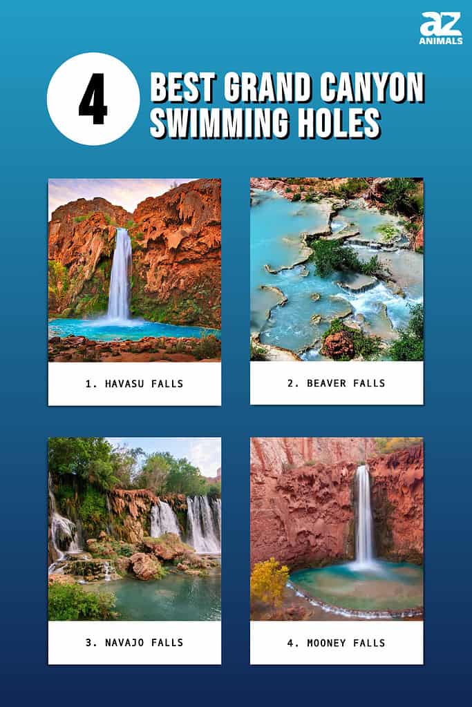 4 Best Grand Canyon Swimming Holes