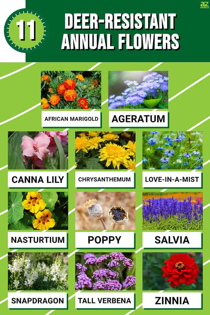 Infographic for 11 Deer-Resistant Annual Flowers