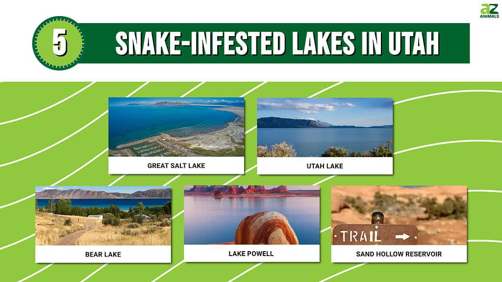 Infographic for the 5 Most Snake-Infested Lakes in Utah