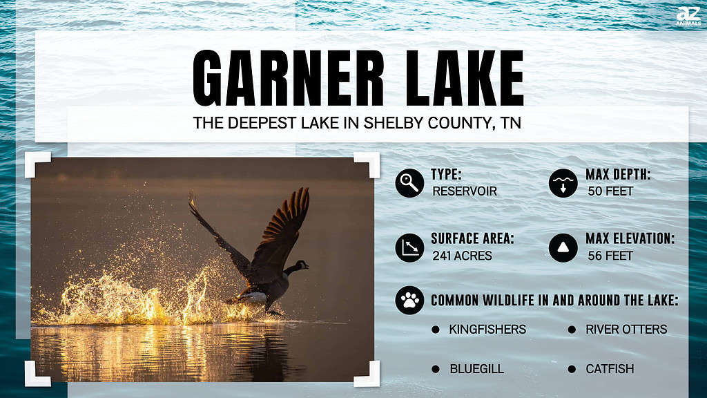 Garner Lake is the Deepest Lake in Shelby County, Tennessee