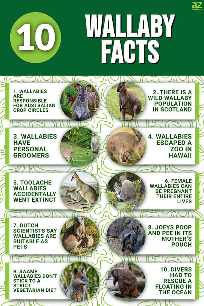 wallaby animal facts