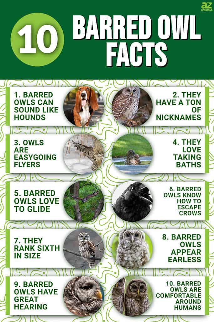 10 Barred Owl Facts