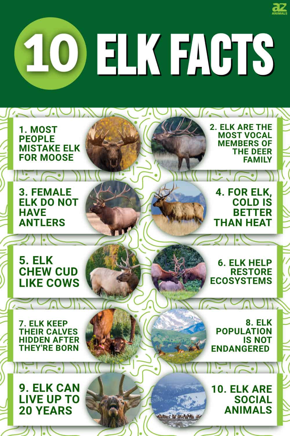 10 Incredible Elk Facts AZ Animals