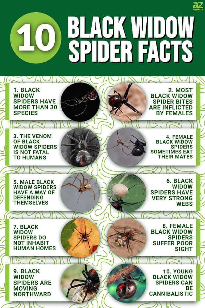 Types of Spiders, Spider Facts
