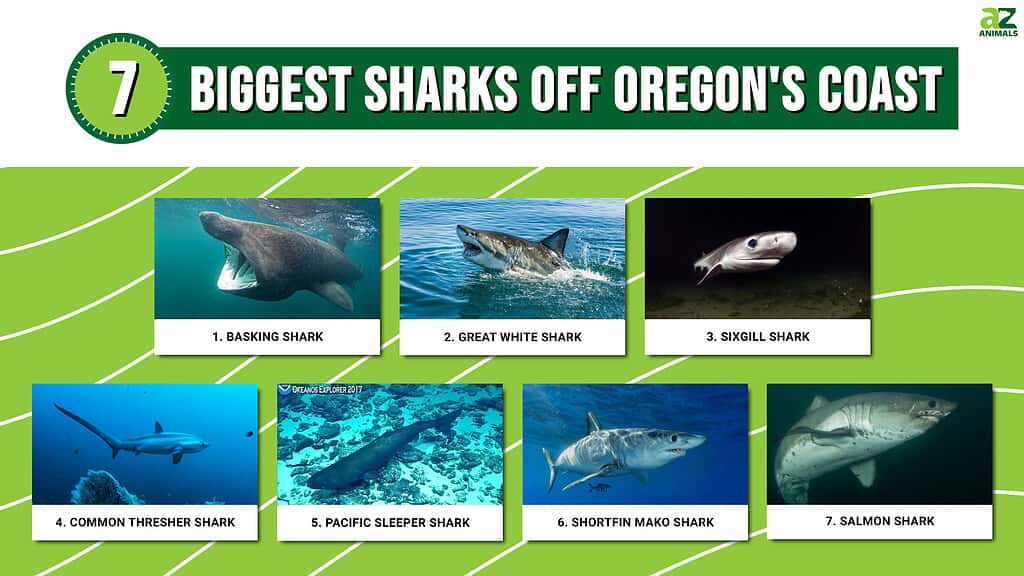 7 Biggest Sharks Off Oregon's Coast