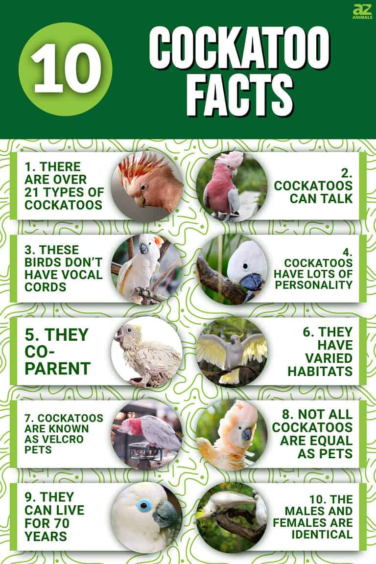 10 Incredible Cockatoo Facts - A-Z Animals