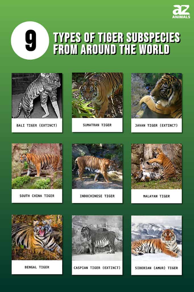 9 Types of Tiger Subspecies From Around the World