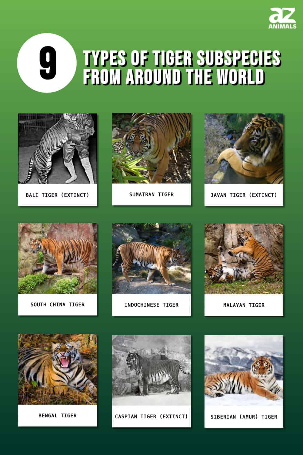 The 9 Types Of Tiger Subspecies From Around The World A Z Animals