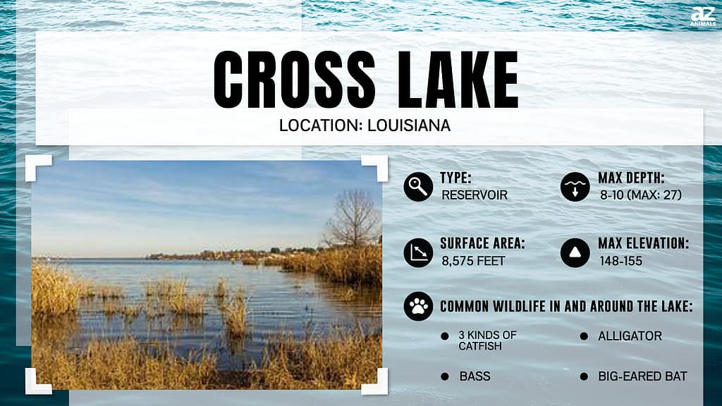 Lake infographic for Cross Lake, the oldest artificial lake in Louisiana.