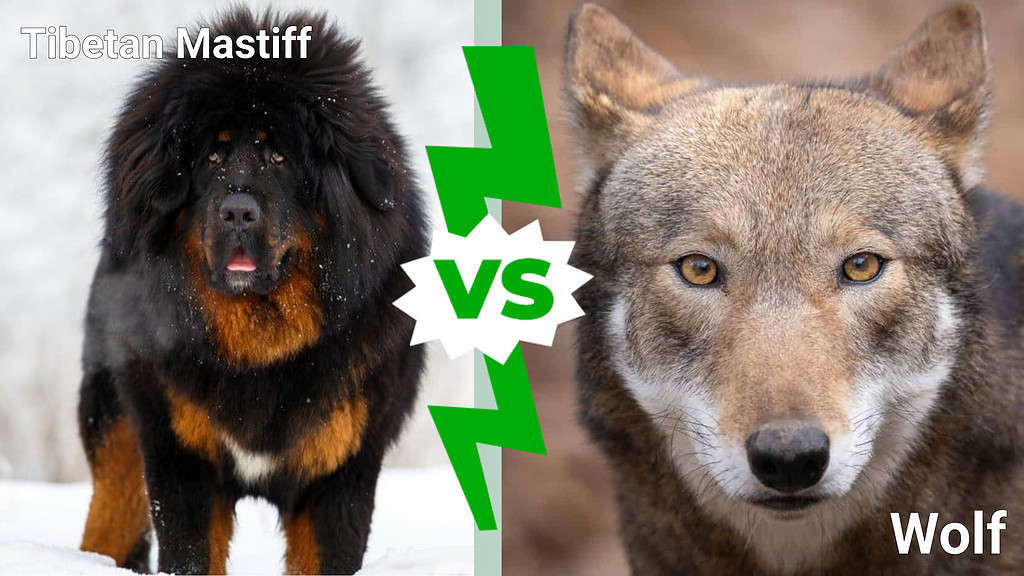 Tibetan Mastiff vs. Wolf: 8 Key Differences Explained - A-Z Animals