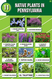 11 Native Plants in Pennsylvania - A-Z Animals