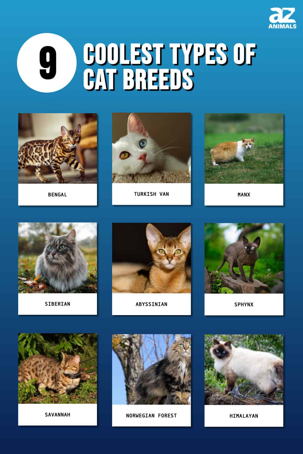 9 Coolest Types Of Cat Breeds - A-Z Animals
