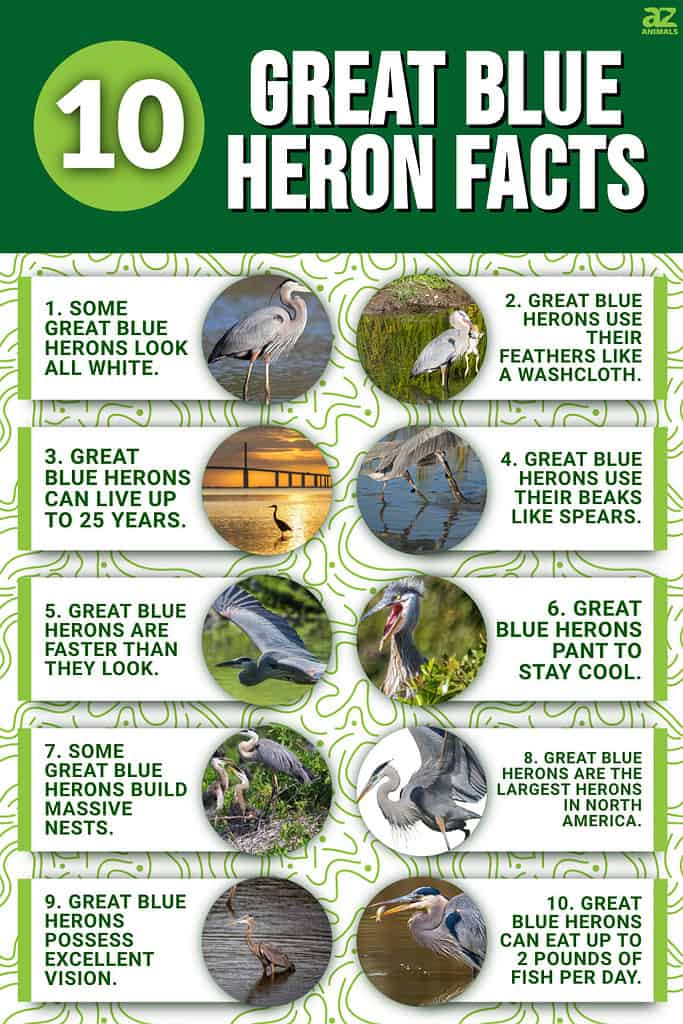 Infographic of 10 Great Blue Heron Facts