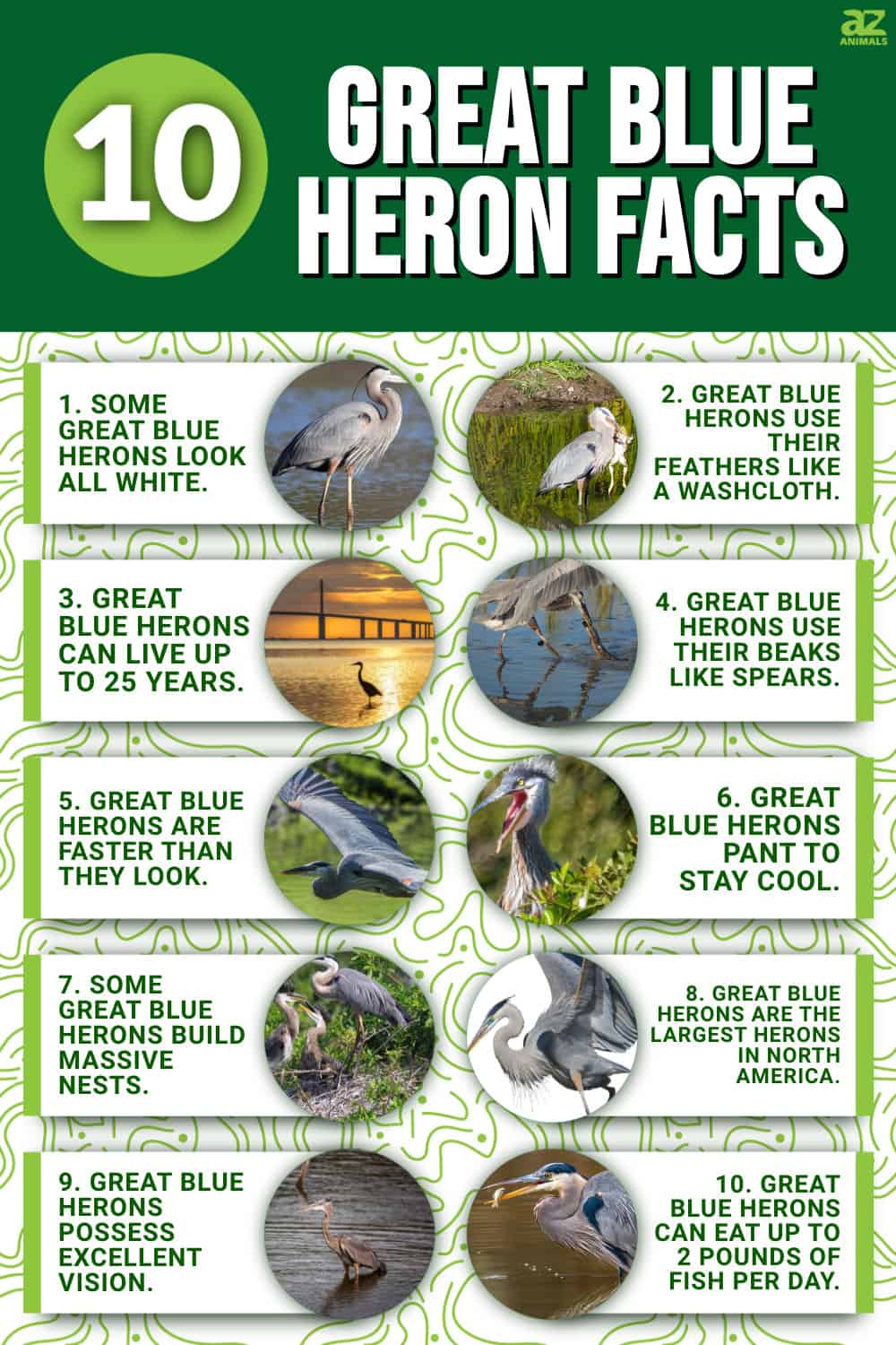 10 Incredible Great Blue Heron Facts - A-Z Animals