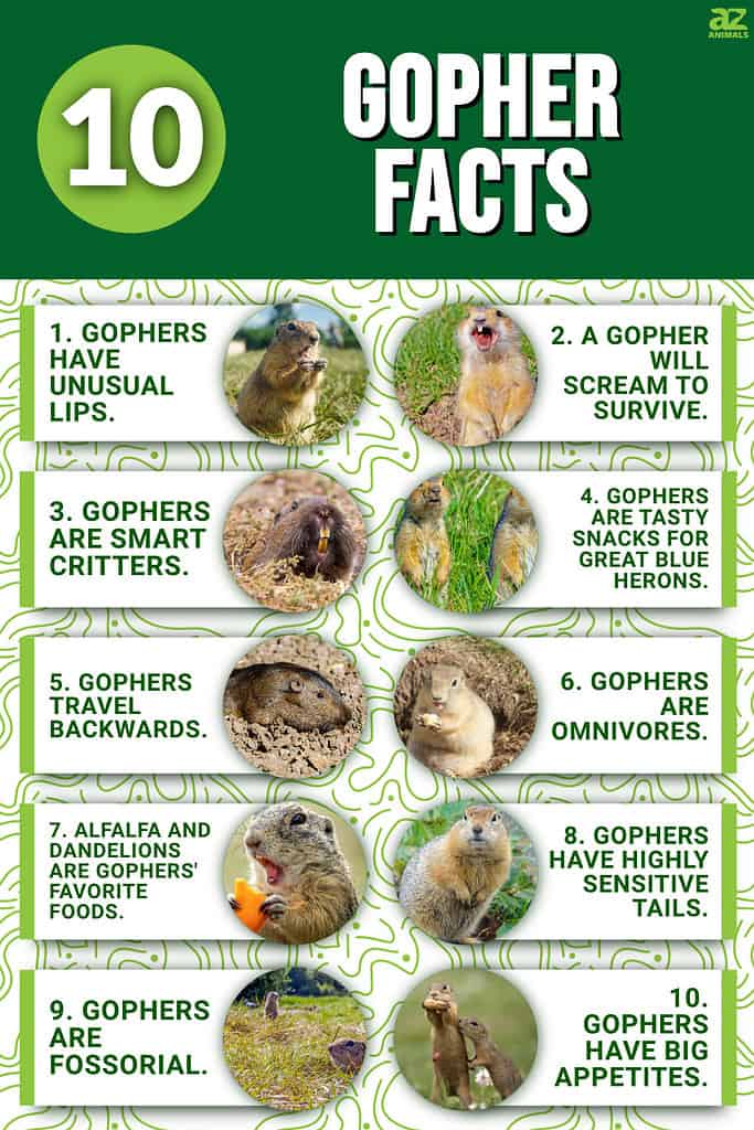 Infographic of 10 Gopher Facts