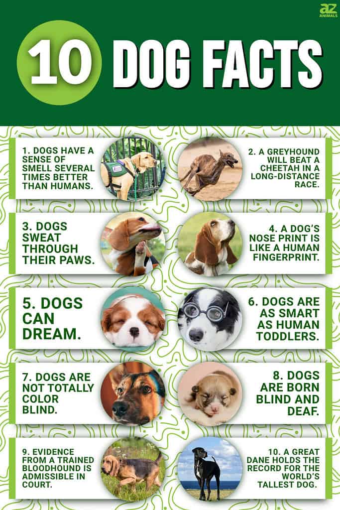 Infographic of 10 Dog Facts