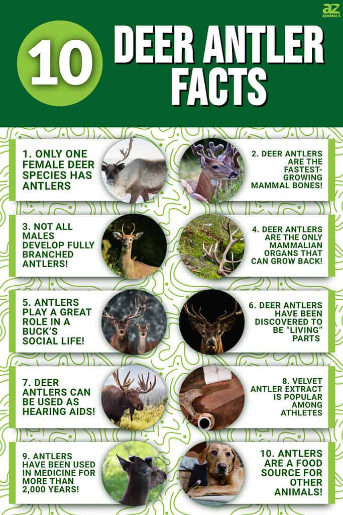 10 Deer Antler Facts