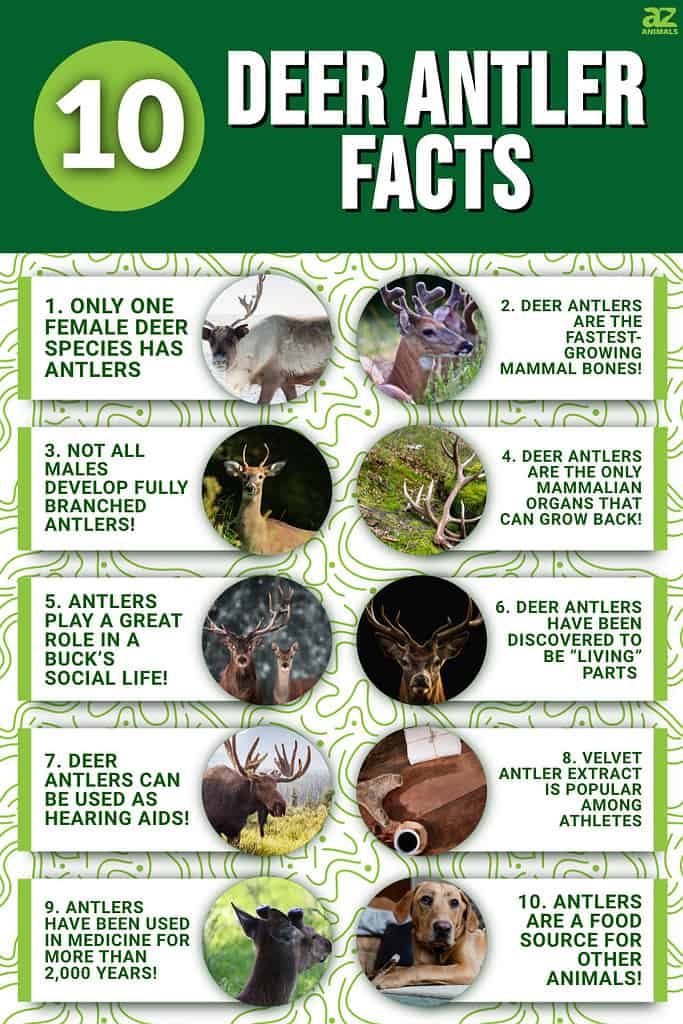 Deer Antlers: 10 Fun Facts You Should Know - A-Z Animals