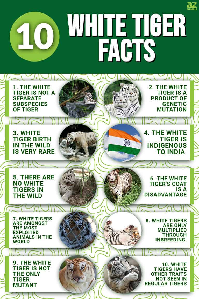 10 Incredible White Tiger Facts - A-Z Animals