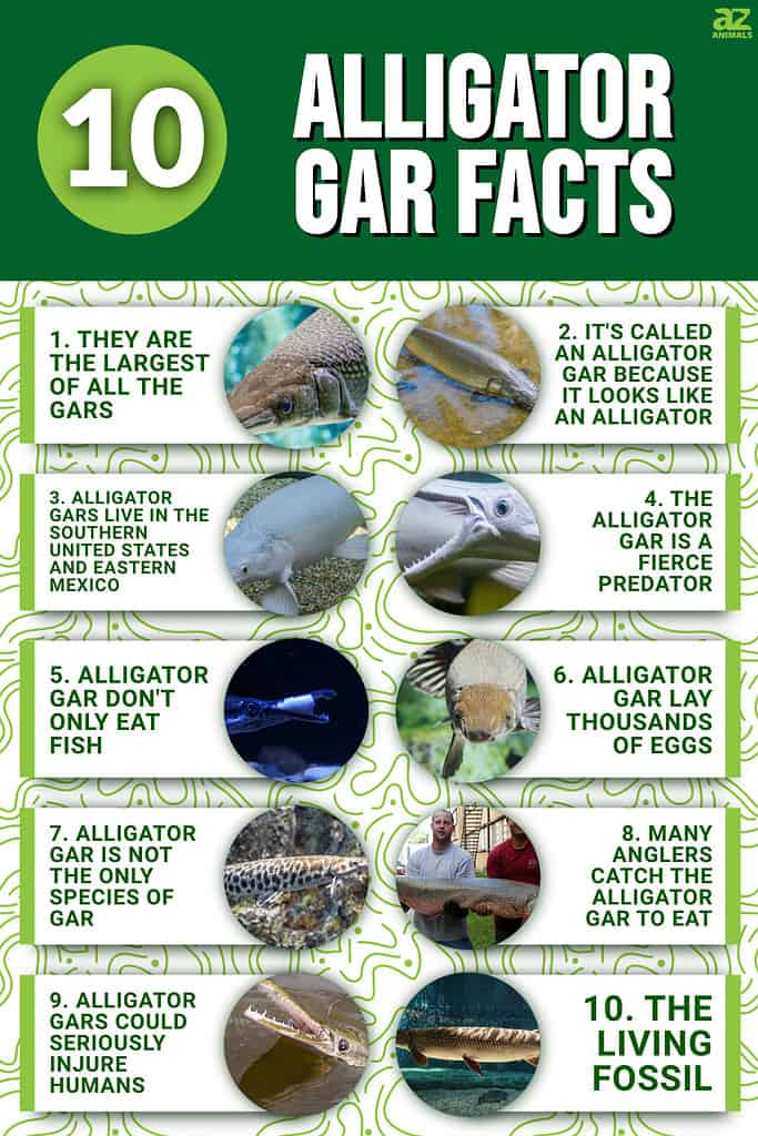 10 Alligator Gar Facts