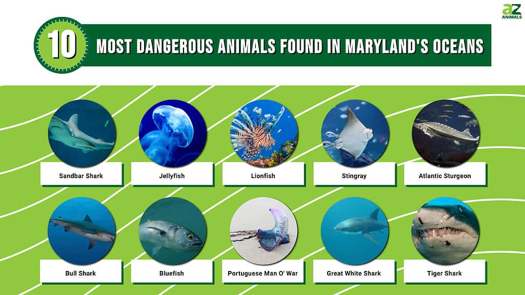 10 Most Dangerous Animals Found in Maryland's Oceans