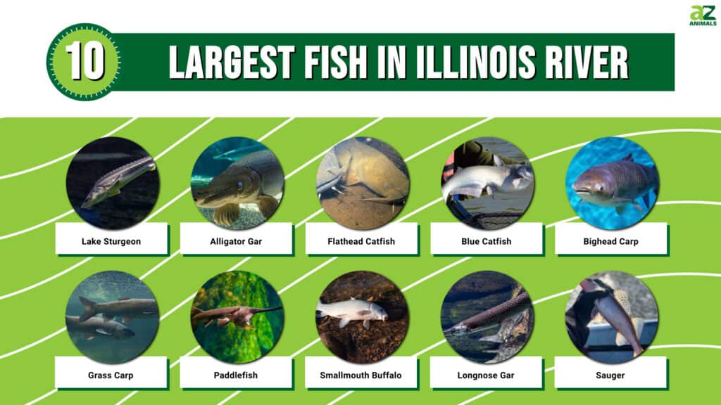 Infographic for the 10 largest Fish in the Illinois River