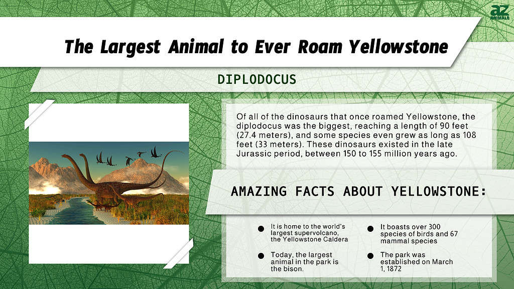 The Largest Animal to Ever Roam Yellowstone infographic