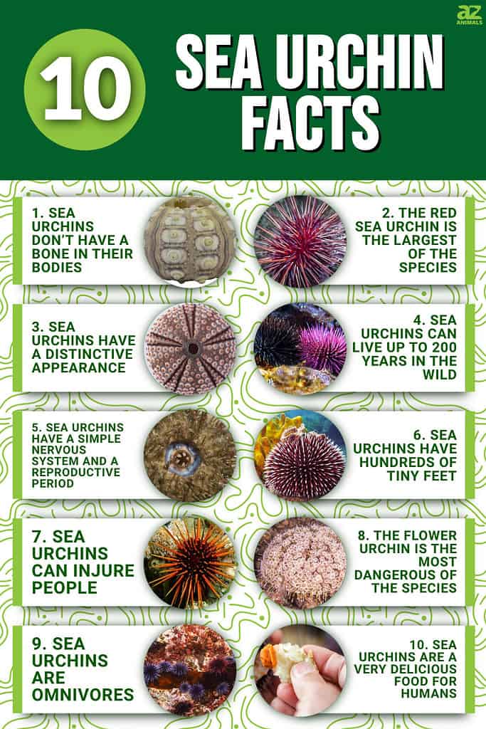 Sea Urchin Nutrition Facts At Nancy Hickman Blog