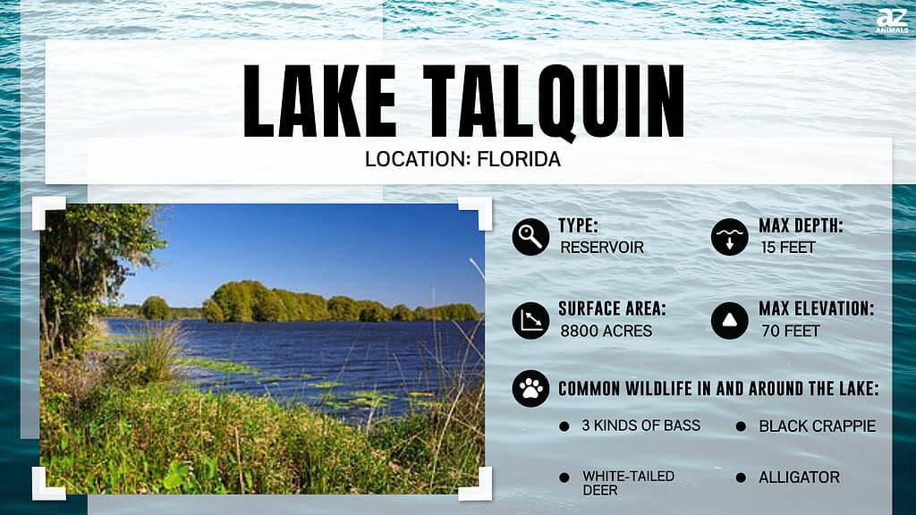 Lake infographic for Lake Talquin, the oldest artificial lake in Florida.