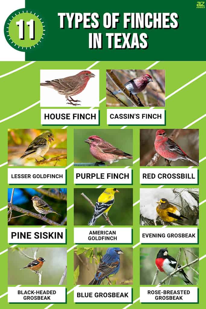 Infographic for 11 Types of Finches in Texas