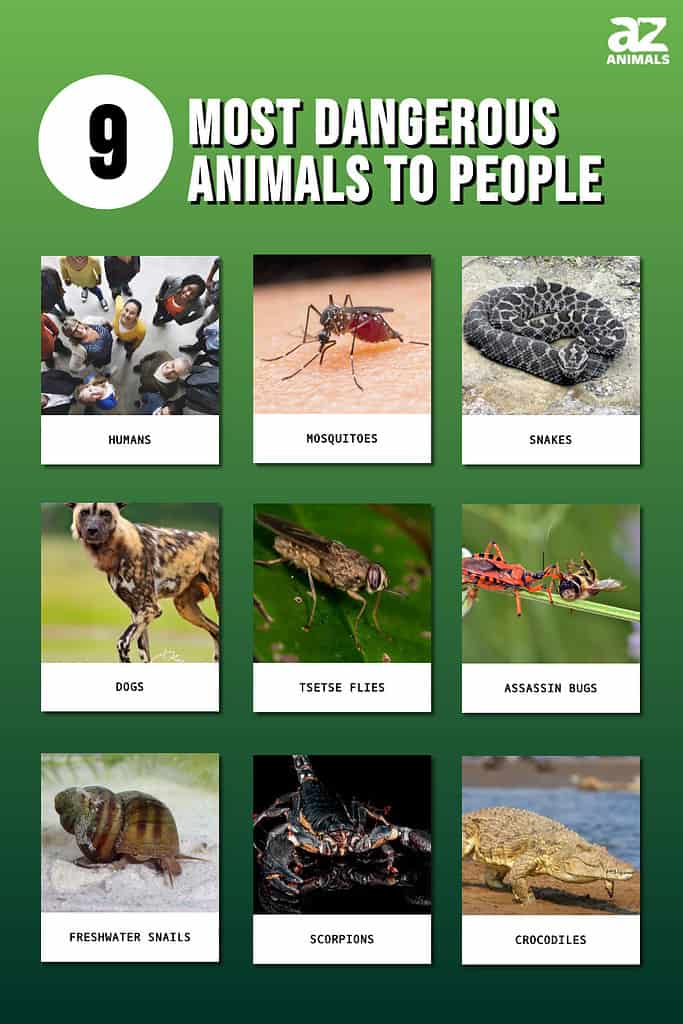 dangerous animals attacking humans