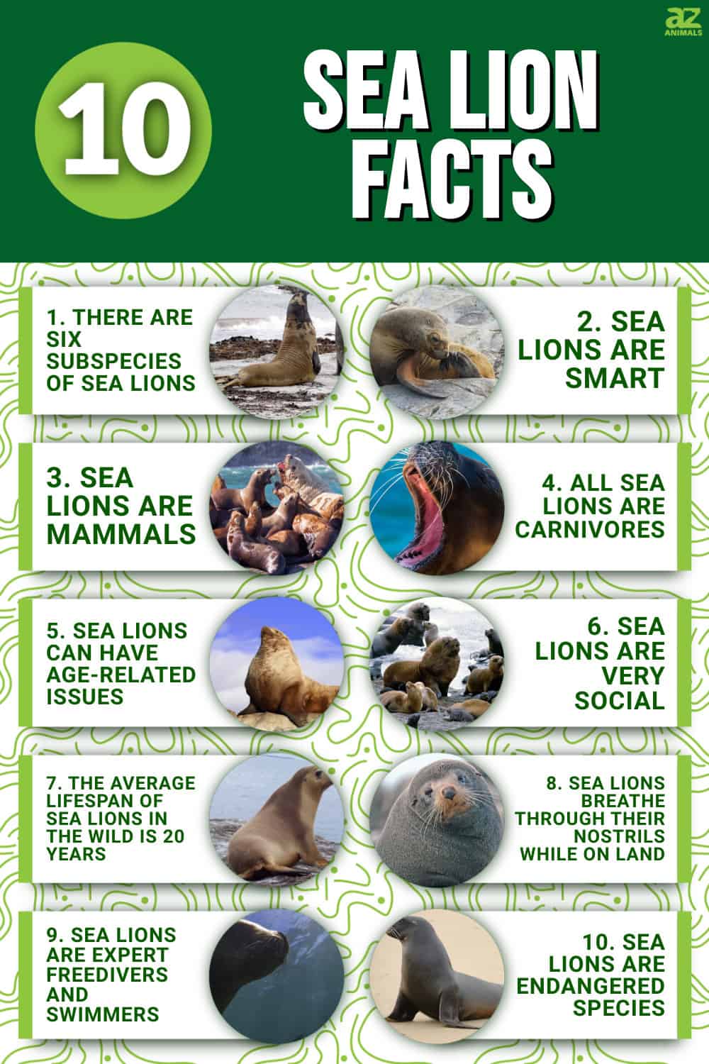 10 Incredible Sea Lion Facts AZ Animals