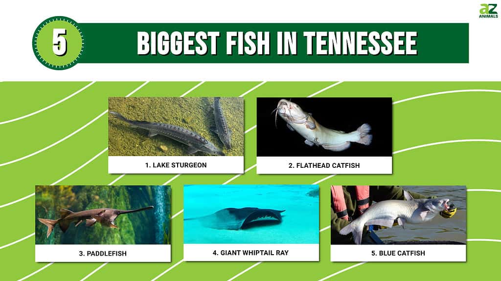 5 Biggest Fish in Tennessee
