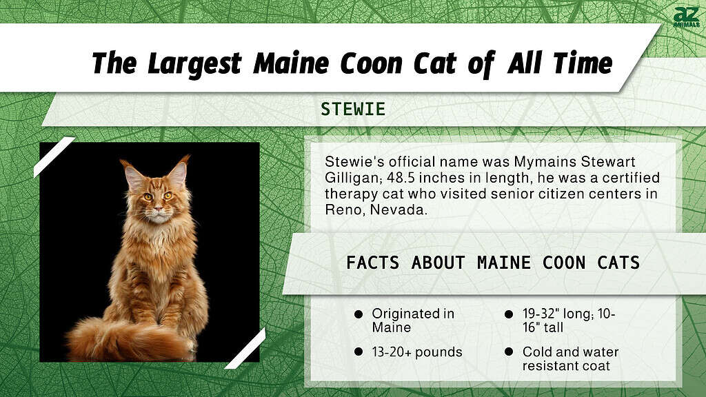 Infographic for the Largest Maine Coon Cat Ever!