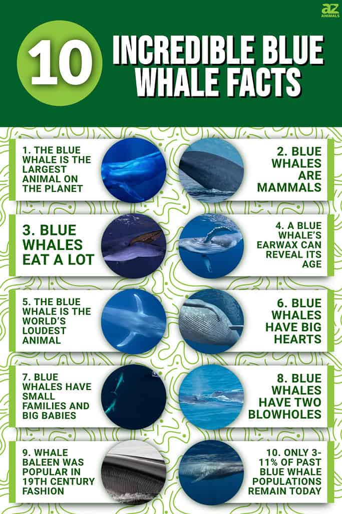 10 Incredible Blue Whale Facts - A-Z Animals