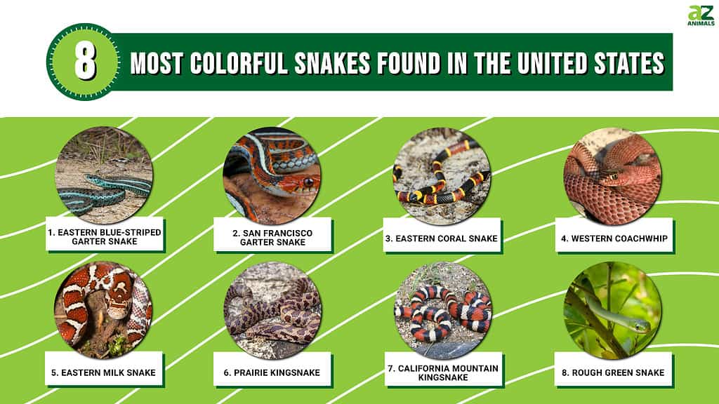 8 Most Colorful Snakes Found in the United States