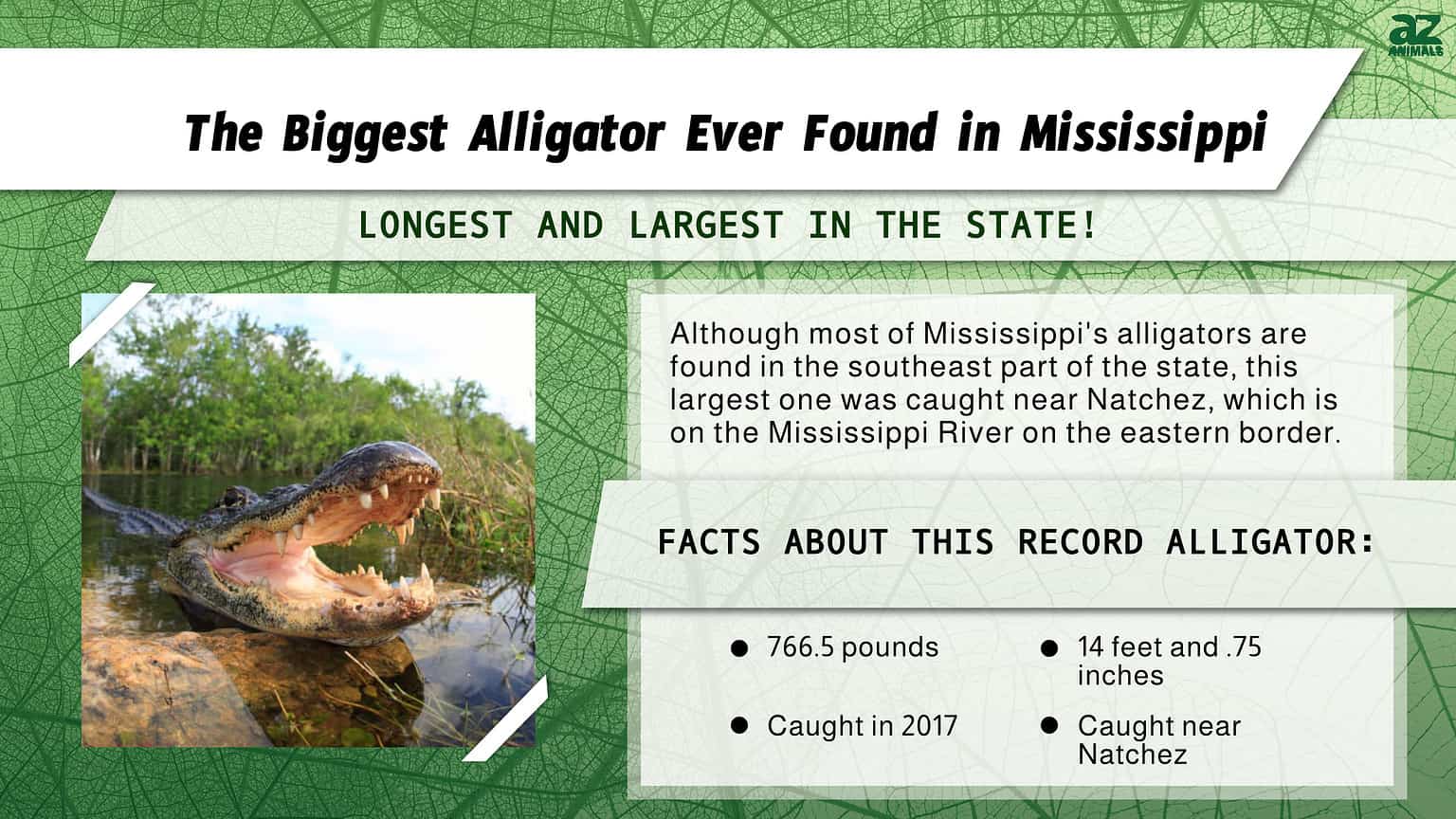 The Biggest Alligator Ever Found In Mississippi A Z Animals   6662d594e8db90aa5ed7590120e343462281f607 1536x864 