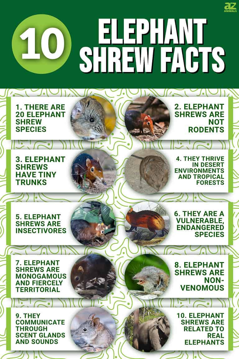 10 Incredible Elephant Shrew Facts - A-Z Animals