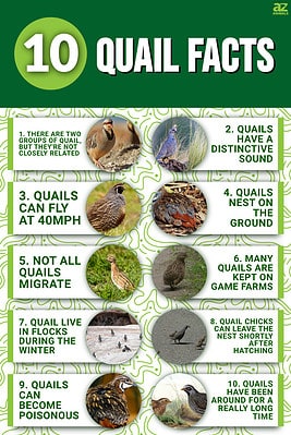 10 Incredible Quail Facts - A-Z Animals