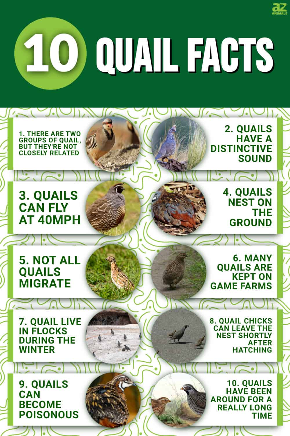 10 Essential Facts About Quails - A-Z Animals