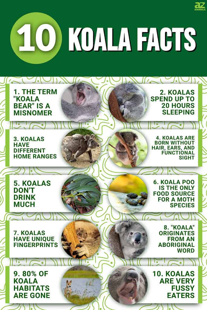 10 fascinating koala facts!
