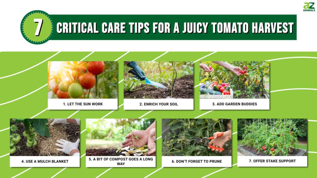 7 Critical Care Tips for a Juicy Tomato Harvest