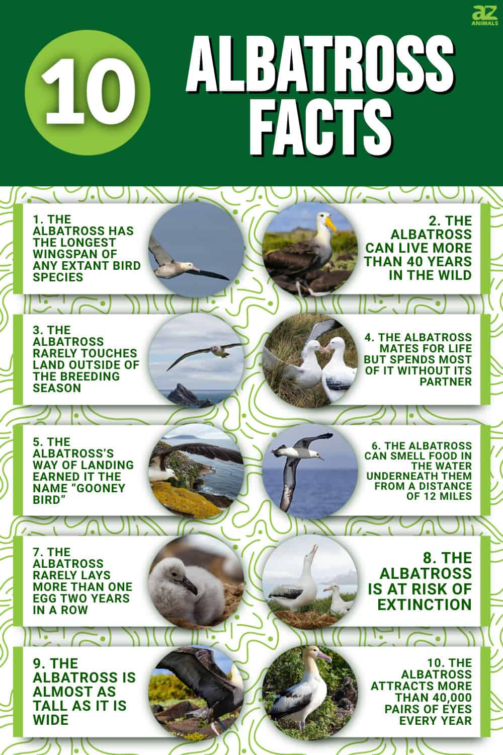 10 Incredible Albatross Facts - A-Z Animals